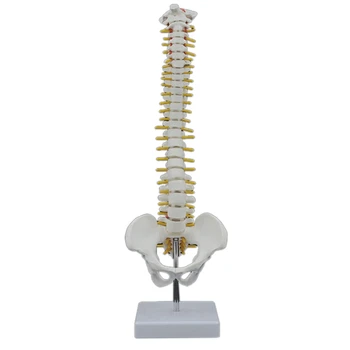 2шт 45 см Позвоночник человека с моделью таза Анатомическая анатомия человека Модель позвоночника Модель позвоночного столба + Гибкая подставка