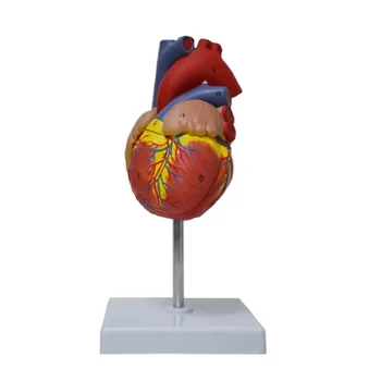 Анатомические Модели Анатомии Человеческого Сердца Обучающая Модель Внутренних Органов Медицинской Науки Модель Медицинского Органа Обучающие Ресурсы со Стендом