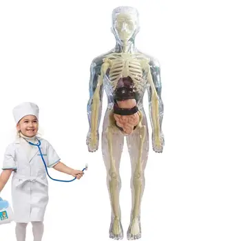 Игрушки Интерактивное человеческое тело 3D Модель органа тела Реалистичная Мягкая модель анатомии человеческого тела Обучающие игрушки Съемная кость органа 0