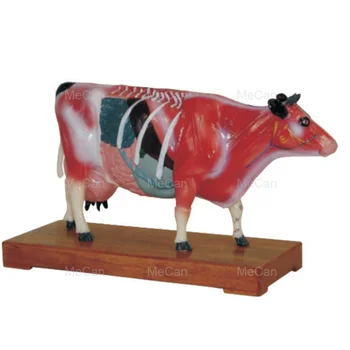 Моделирование акупунктуры крупного рогатого скота Анатомическая Модель животных 3D Анатомическая модель Коровы