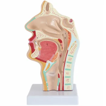 Модель Анатомии носа Анатомическая голова человека Горло Нос Медицинское Обучение Исследование полости рта Научная Секция полости Рта Половина Глотки Мод