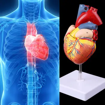 Разобранная анатомическая модель человеческого сердца, медицинский учебный инструмент по анатомии 0