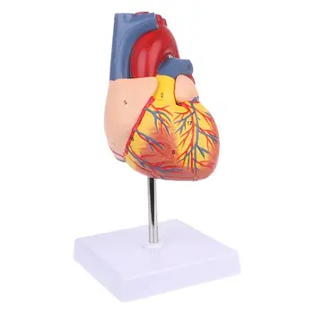 Разобранная анатомическая модель человеческого сердца, медицинский учебный инструмент по анатомии 1