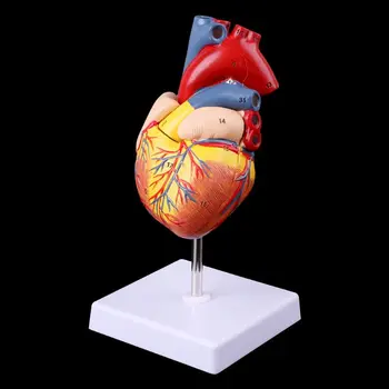 Разобранная анатомическая модель человеческого сердца, медицинский учебный инструмент по анатомии 3