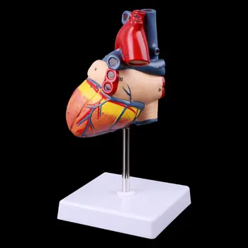 Разобранная анатомическая модель человеческого сердца, медицинский учебный инструмент по анатомии 4