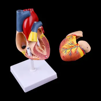 Разобранная анатомическая модель человеческого сердца, медицинский учебный инструмент по анатомии 5
