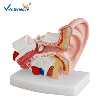Учебная анатомическая модель уха в медицине